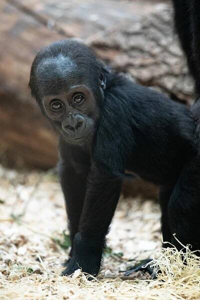 FOTO: Gorilí samička Mobi z pražské zoo oslavila první narozeniny