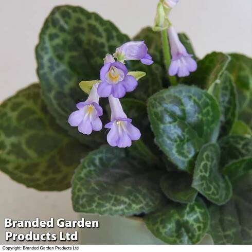 Floración de Streptocarpus Pretty Turtle
