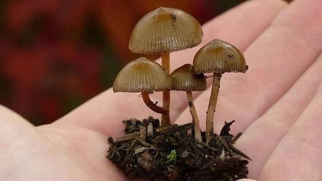 Houbičky proti depresi. Nová britská studie dává naději psychicky nemocným