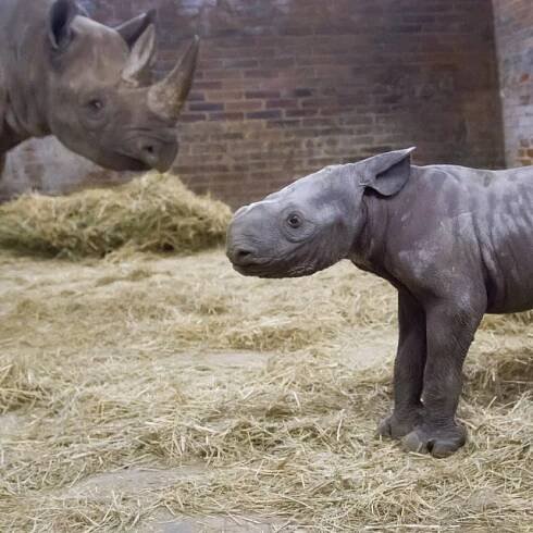 Nosorožec Kyjev ve dvorském safari parku | foto: Simona Jiřičková,  Safari Park Dvůr Králové