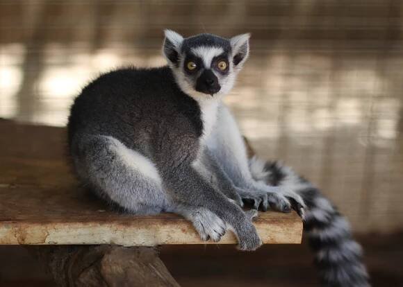 Ring-Tailed Lemur - Zoo & Snake Farm New Braunfels