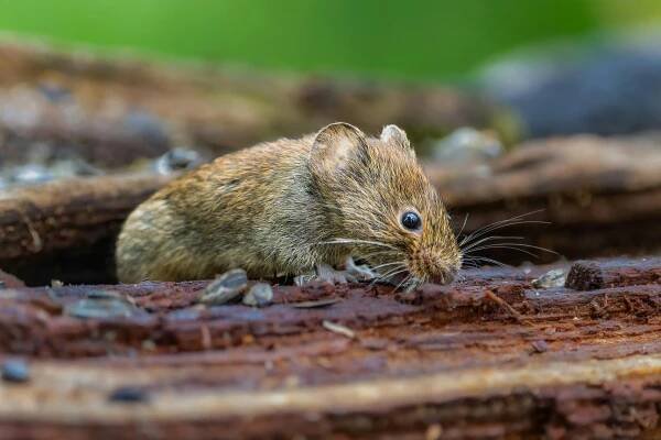 Brown Mouse on Brown Tile · Free Stock Photo