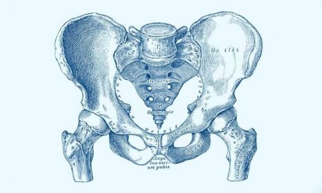 vědecké ilustrace anatomie člověka: pánev (muž) - kostrč stock ilustrace