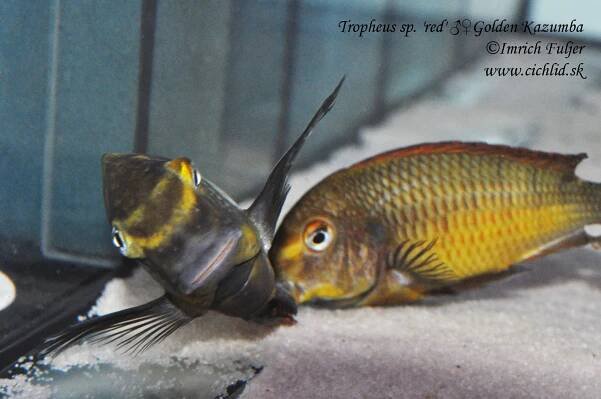 Tropheus sp. 'red' Golden Kazumba