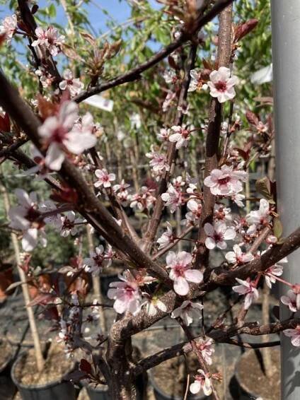 Prunus cerasifera 'Nigra'