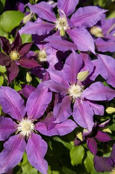 Clematis