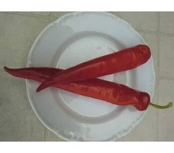 PAPRIKA kozí roh pálivá Harriet (Capsicum annuum) 15 semen