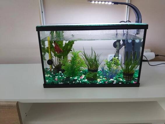 Akvarium 20l plně vybavené + beta bojovnice