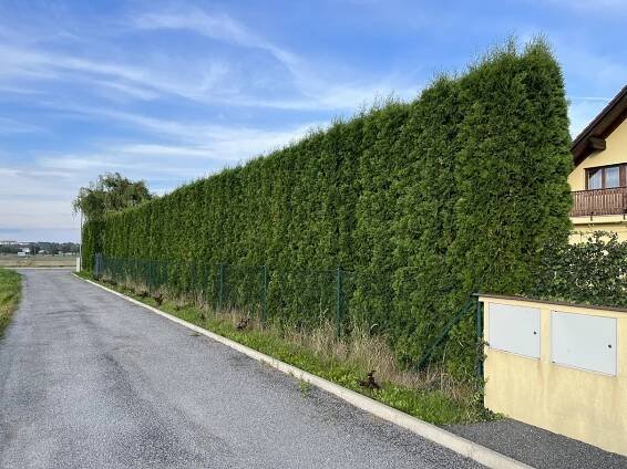 Poptávám: zastřižení živého plotu z tújí, 90 m | ePoptávka.cz