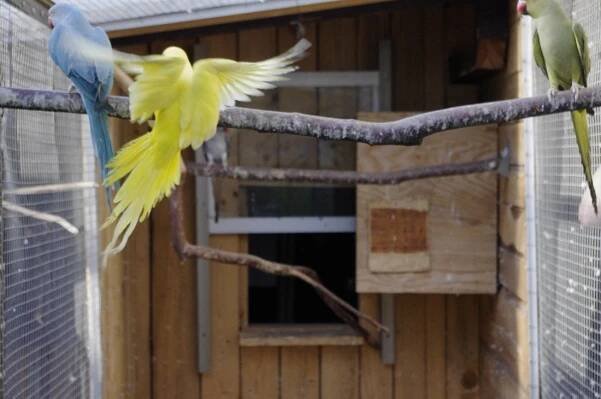 Gallery-Galerie - Parrots -Silesia.com