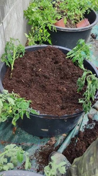 Rajčata sázení do nádob #rajčata #tomato #homemade #tomato in container