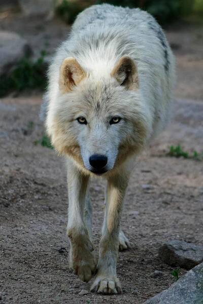 Základová fotografie na téma @ venku, arktický vlk, biologie vlka, canis, canis lupus, chování vlka, divočina, divoké zvíře