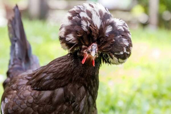 Polish Bantam