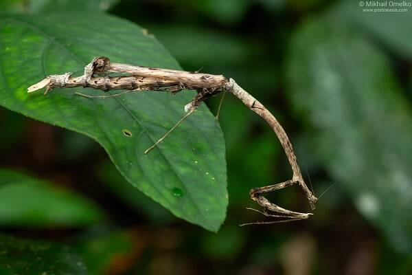 Photo of Toxodera maculata mantis in nature – by Mikhail Omelko