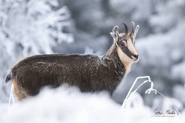 Oblíbené fotografie | Štěpán Mikulka | Wildlife fotograf