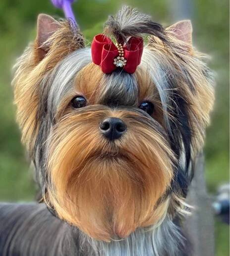 Depasquiet Wanna Be Yours At Sharbest :: Yorkshire Terrier - Sharbest | Chovatelská stanice jorkšírských teriérů