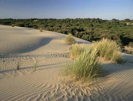 A sand dune with woodlands behind it in Doñana National Park