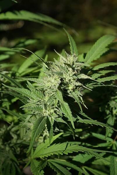 CBG vs CBD: Rozdíly a podobnosti 1
