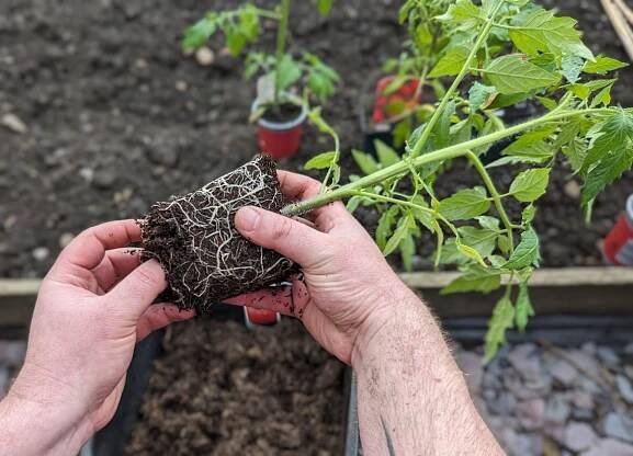 Rajčata milují kopřivy: 4 tipy, jak využít plevel ze zahrady jako hnojivo i ochranu oblíbené plodové zeleniny