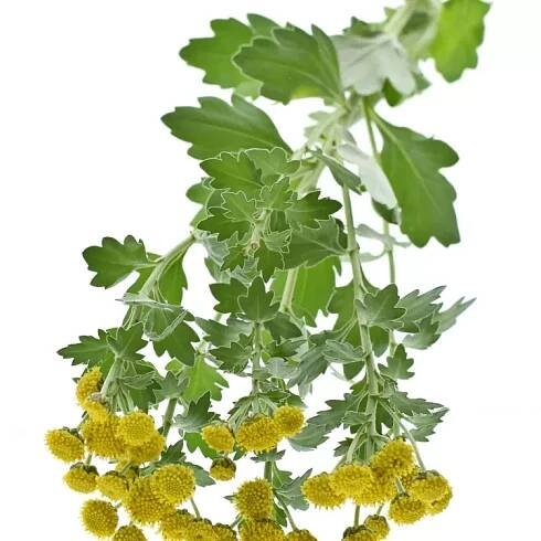 Ajanka Pacifická YELLOWDAY 55cm