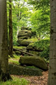 Obrazem: Lesní fenomén zapsaný v UNESCO. Jedinečná krása Jizerskohorských bučin