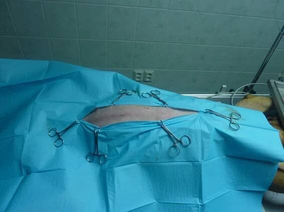 rouškování | Veterinární klinika – Vet Goby s.r.o.