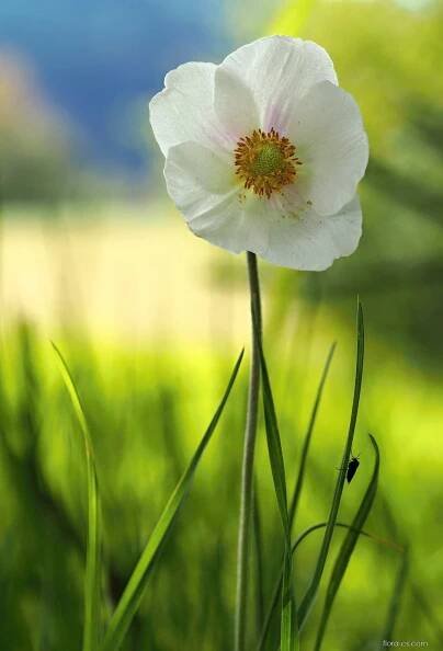 Sasanka lesní (Anemone sylvestris)