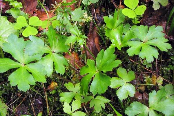 Žindava evropská (Sanicula europaea)