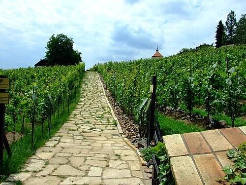 Vinice – Wikipedie