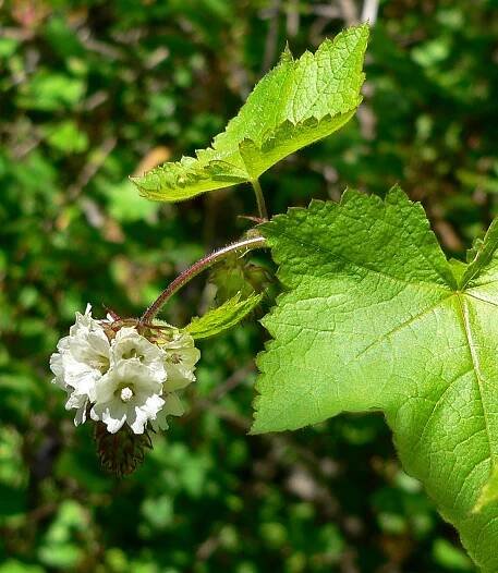 Sidalcea - Wikipedia