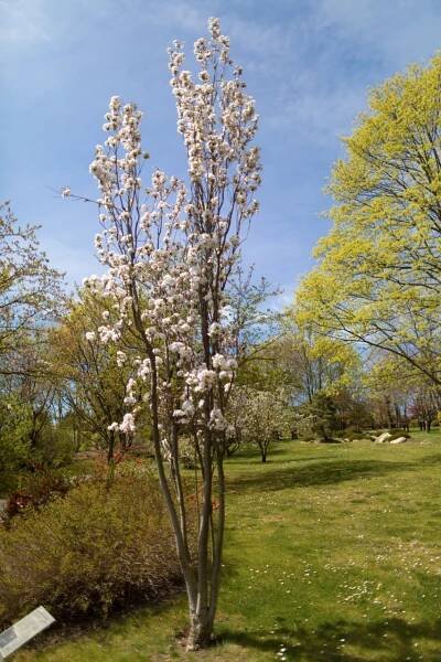 Kvete sakura ozdobná od Václava Havla - Botanická zahrada Praha