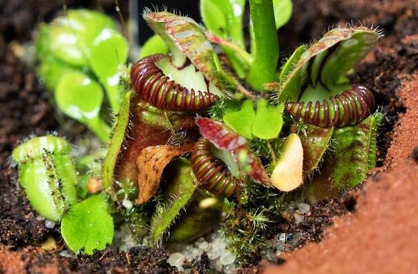 Láčkovice australská (Cephalotus follicularis) se vyskytuje jen na relativně malém území na západě Austrálie nedaleko města Albany. Proto se jí říká „albánská láčkovka“. 