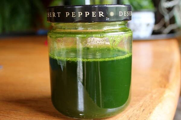 dandelion juice