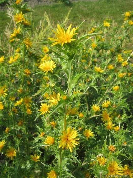 Ostnatec středozemní (Scolymus hispanicus)