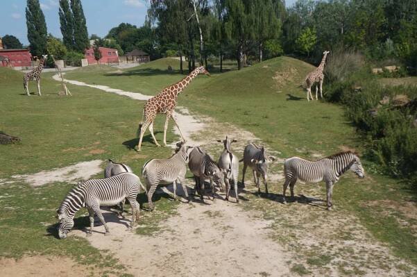 Skupinová rekreace Kemp Wolf a Safari Park Dvůr Králové