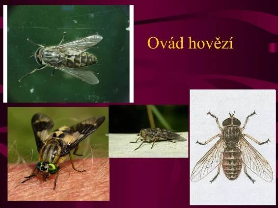 Ovád hovězí 
 