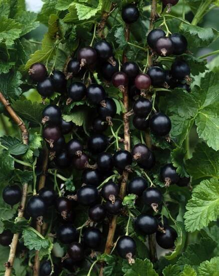 Ribes x culverwellii , Josta, stromek, VK, 1 výh.