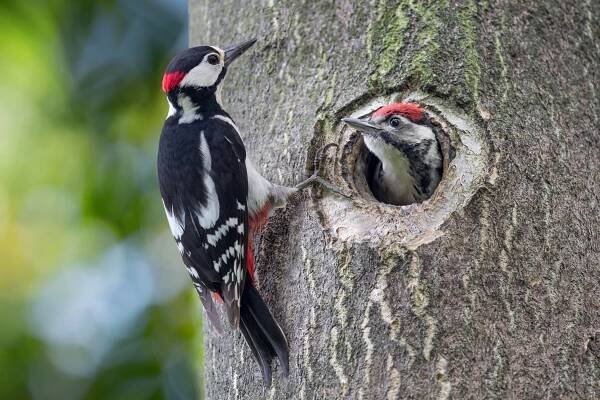 5. místo obsadil strakapoud velký (Zdroj: Shutterstock)