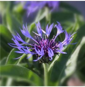 Chrpa luční modrá – Centaurea jaceae – osivo chrpy