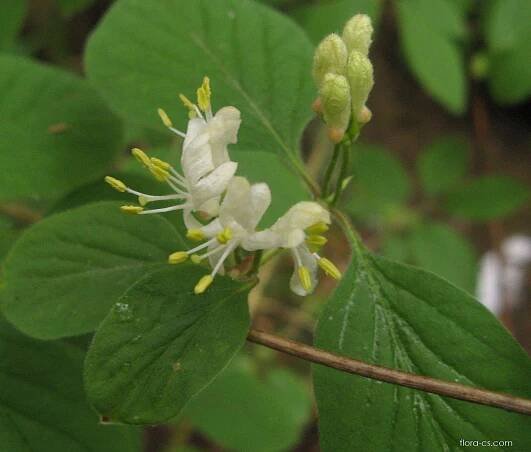 Zimolez černý - Lonicera nigra