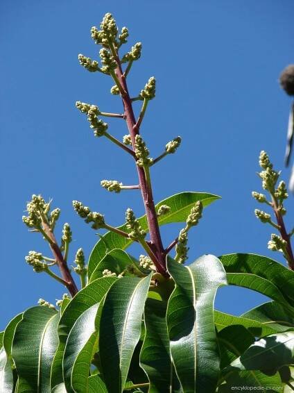 Mangovník indický (Mangifera indica)
