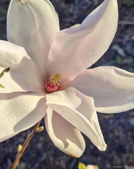 Šácholan (Magnolia)