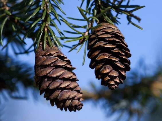 Smrk omorika Pendula (Picea omorika)