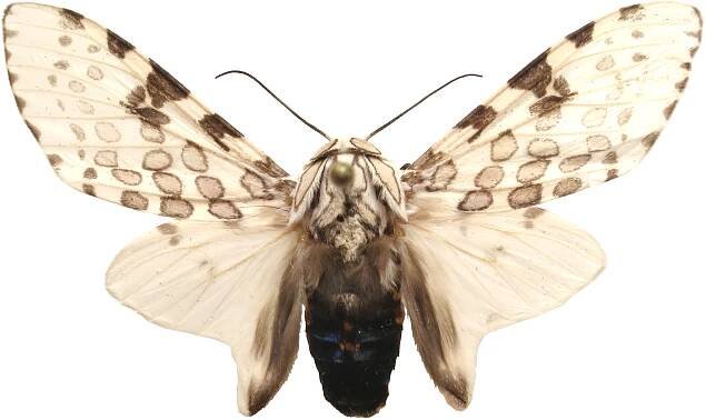Hypercompe cunigunda