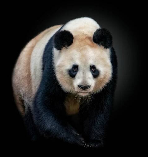All | Pedro Jarque Krebs - Animal photographer