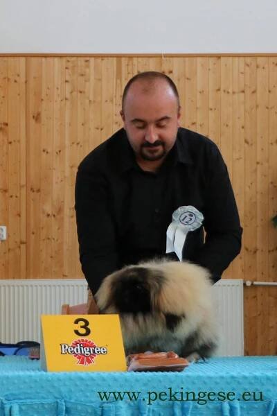 Pekinéz klub, z.s.- chovatelský klub pekingských palácových psíků