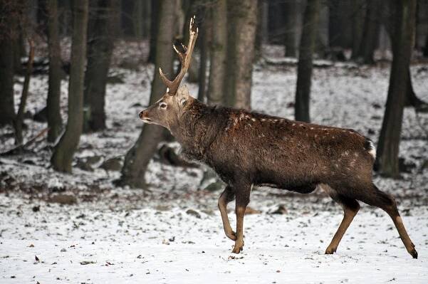 FOTO: V oboře Mstišov dostanete svařák