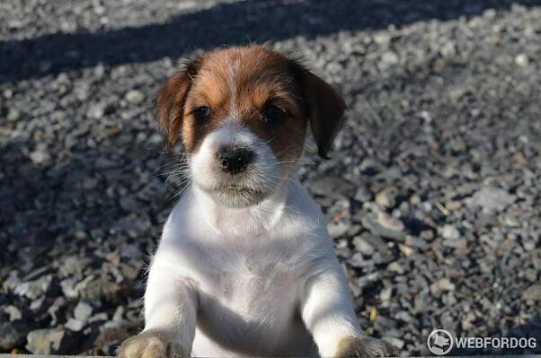 Jack Russell Teriér hrubosrstý na prodej s pp fci Vrbov, Kežmarok