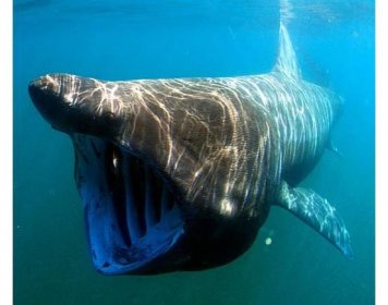 Underwater view of a basking shark with its mouth wide open