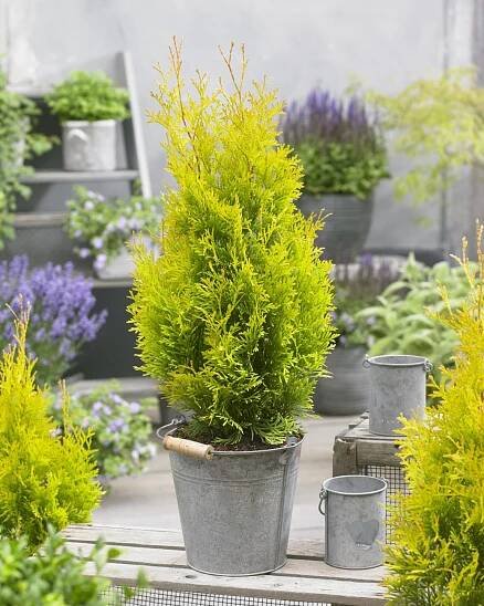 Young plants - Hoogenraad Handelskwekerijen b.v. - We specialize in young plants for further production